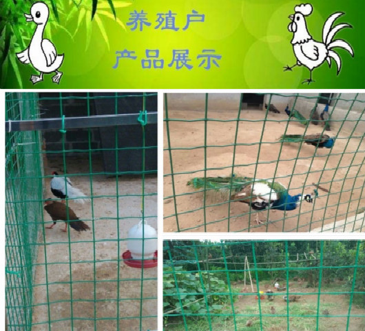 武漢養殖網/武漢養