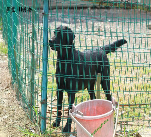 黃岡養土狗便宜好
