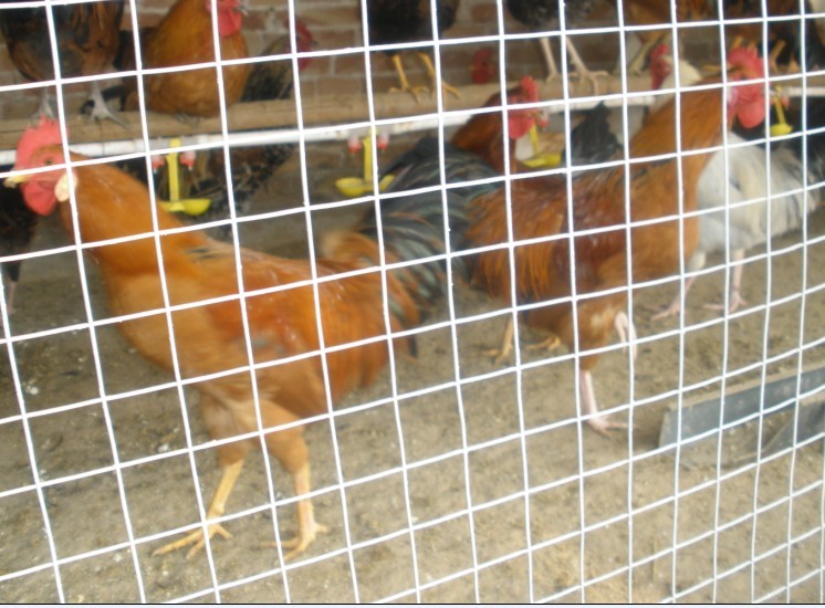 1536117741600136.gif 1536117741600136.gif